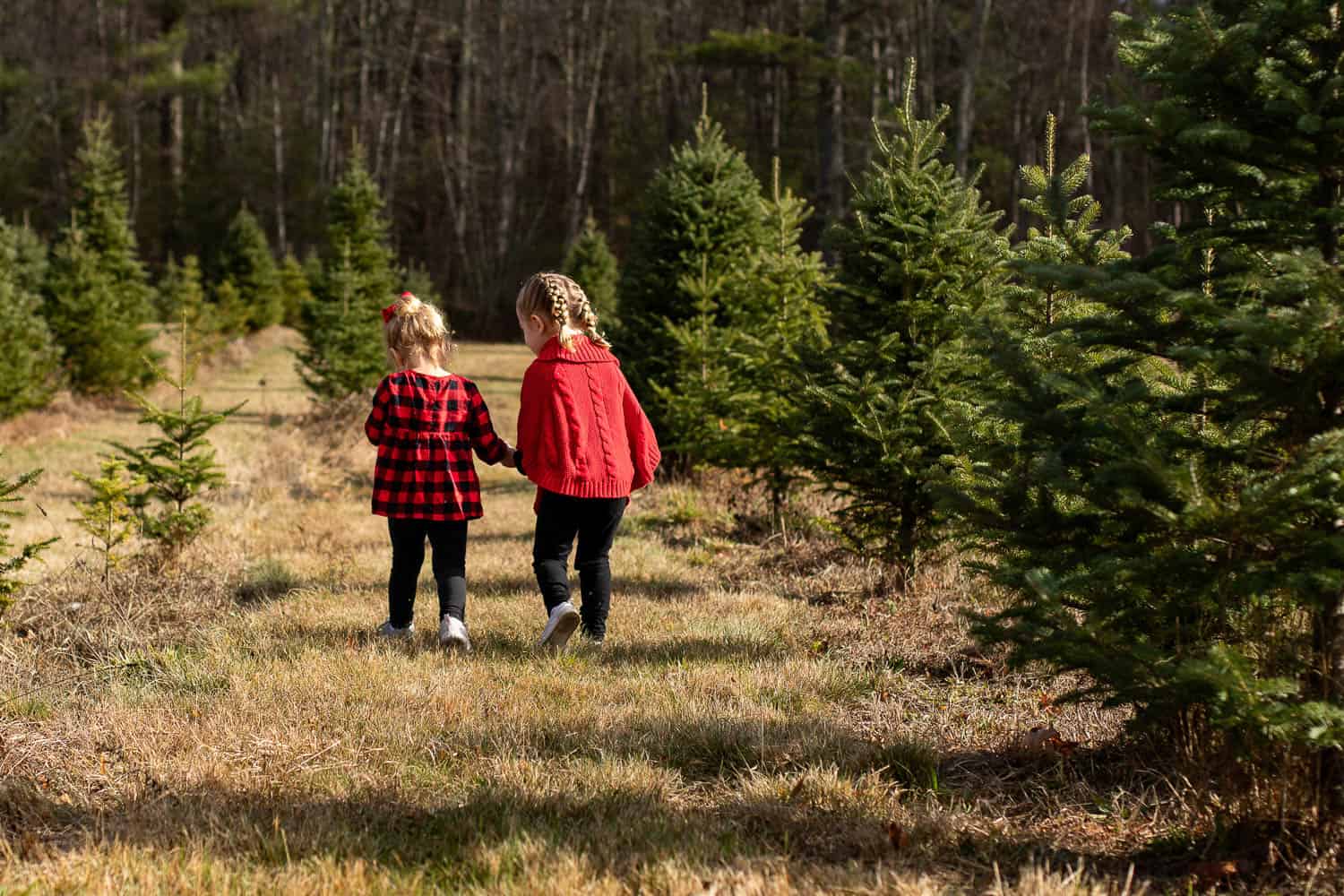 Two young children walking hand-in-hand down a path between rows of evergreen trees in an outdoor setting.