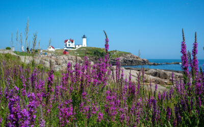 What Does a Wedding Photographer York Maine Cost?